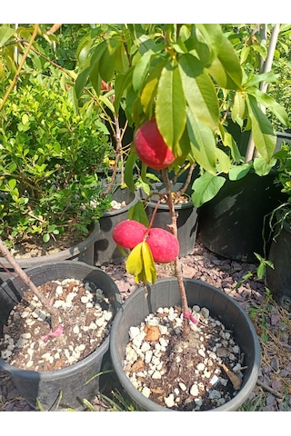 Yeşil Deniz Fidancılık Tüplü Bodur Nektar Fidanı 50-80 Cm