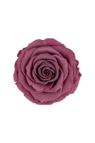 Rose Amor VİO-02 MENEKŞE RENGİ şoklanmış solmaz gül XL 1 KUTU (6