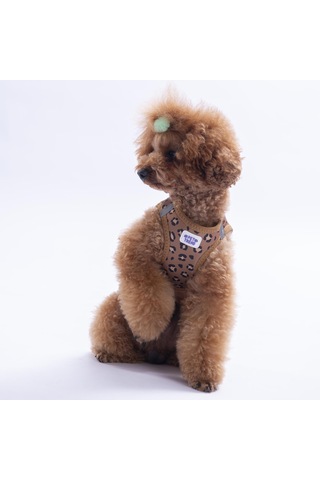 Wild Elegance Göğüs Tasması Ve Sevk Kayışı Tasma Seti Leopar Kedi Köpek Göğüs Tasması Seti