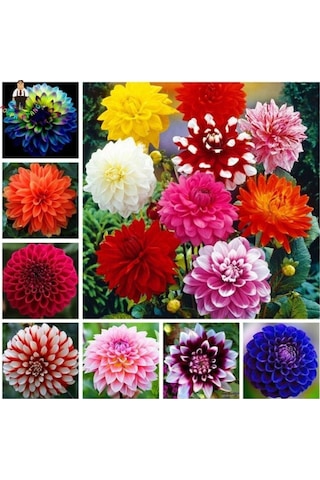 10 Adet Karışık Dahlia Çicek Tohumu 10 Adet Hediye Karışık Renk Gül Tohumu