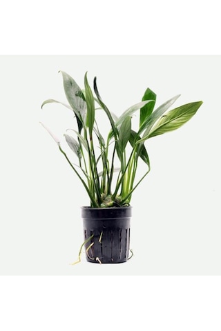 Anubias Congensis 5-6 Yapraklı Kök Canlı Bitki