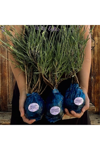 EGET Organik Lavanta Fidesi-12 Adet