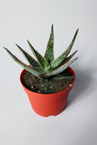 Aloe Christmas Carol Sukulent Renkli Yapraklı Koleksiyon Aloe