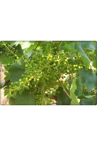 Çinko Ve Fosfor Gübresi 3-15-0+6Zn (Elfer Znp)20 L