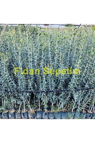Gemlik Trilye Sofralık Zeytin Fidanı 3 Yaş
