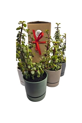 Para Çiçeği Crassula Ovata Canlı Bitki, Saksılı, 10cm Çap, 25cm Yükseklik, Karışık Renkli Saksı, Hediye Kutu Diğer