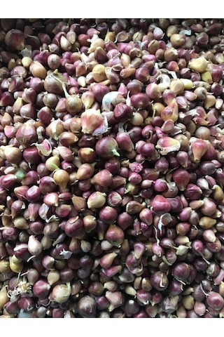 Tek Diş Mürdük Sarımsağı Tohumu Arpacık 50 Gr Ort 150 Ad Tohum