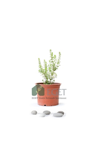 Eget İzmir Bilyalı Kekik Origanum Onites