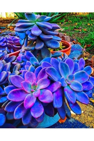 10 Adet Colorful Succulent Varity Tohumu