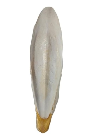 Purecanpati Xxl Kalamar Kemiği İri Boy 20-25 Cm Aralığında