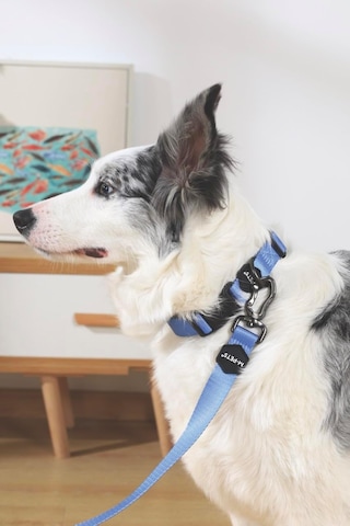 M-pets Gentle Dog Gezdirme Kayışı M Blue
