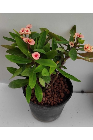 Videolu Milli Dikenler Tacı 32 45 Cm Saksılı Euphorbia