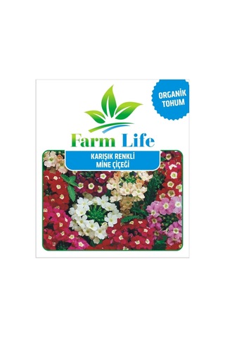 30 Adet Karışık Renkli Mine Çiçeği Tohumu Verbena