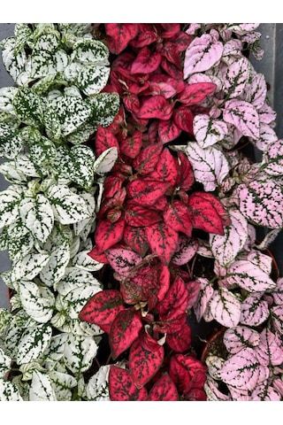 Kırmızı Hostes Çiçeği 1 Adet Saksılı Red Hypoestes