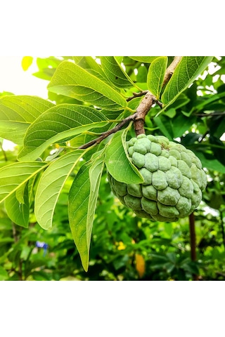 Sugar Apple Fidanı Aşısız 2 Yaş 40 Cm