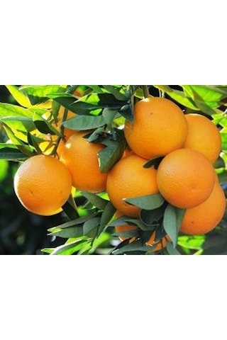 Sistemik Sıvı Bakır Plant-Cu 5 KG