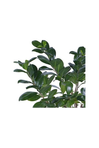 Ginseng Bonsai, Büyük Yaş - Ficus Microcarpa - Bitki Boyu 40-60 Cm