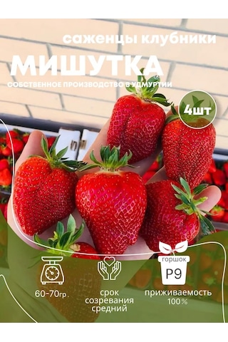 Мишутка Çilek Fide Fidanı, 4 Ad