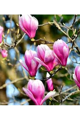 Manolya Yaprak Döken Manolya Tüplü 40-60cm Bulunan Fidan