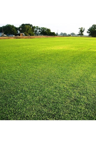 6 Karışımlı Dört Mevsim Ekilen Çim Tohumu 5 Kğ