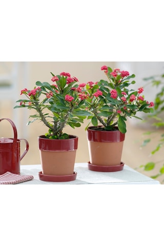 Dikenler Tacı - Euphorbia milii Kırmızı