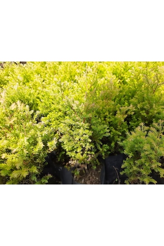 1-2 Yaş Arası Tüplü Raingold Mazı Thuja Occidentalis 'rheingold