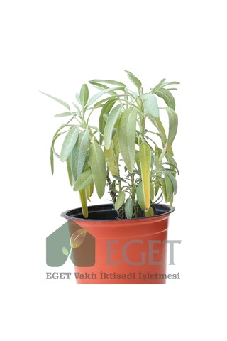 Tıbbi Adaçayı Salvia Officinalis