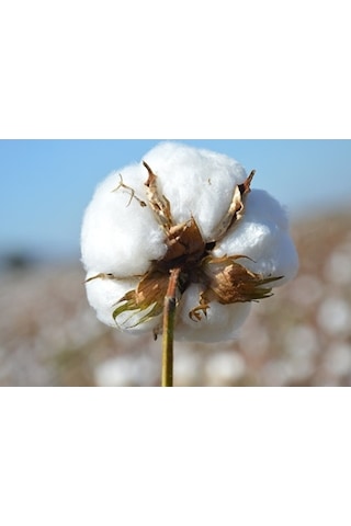 Karı Koca Yastığı Pamuklu Uzun Yastık 50 x 130 CM