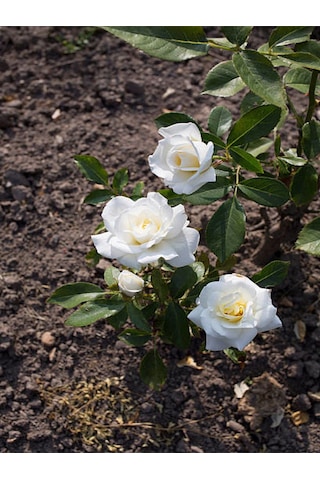 Videolu Yediveren Krem Beyaz Renginde Yoğun Kokulu 40 60 Cm 2 Adet Saksılı Aşılı Gül White Rose