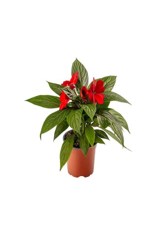 Serada Decor Plant - Kırmızı + Fuşya + Pembe Renk Yeni Gine Cam Güzeli Çiçeği 4 Adet Balkon Bitkisi 10 - 15 CM