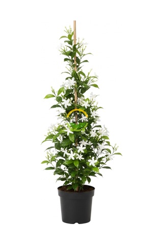 2 Yaş Arap Yasemini Fidanı 170-200cm Xl Boy