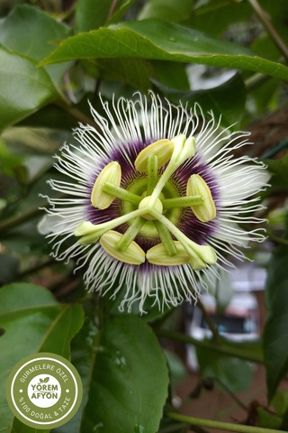 Geleneksel Tıbbın Sakinlik İksiri Çarkıfelek Burgu Otu, Fırıldak Otu Passiflora İncarnata 40gr.