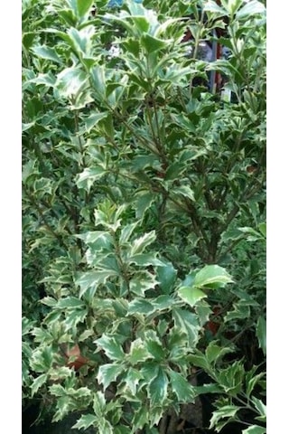 Alacalı Osmantus Ağacı Saksılı 1-2 Yaş Arası, Şifalı Ve Kokulu