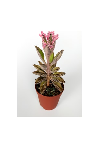 Aşkın Gözyaşları Çiçeği Kalanchoe Daigremontiana Pembe 5.5 Cm Sak