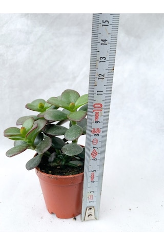 Crassula Ovata Sukulent Para Ağacı Şans Bitkisi 5.5 Cm Saksıda