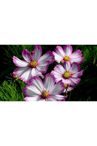 30+ Cosmos Picotee Çiçek TohumuMuhteşem Çiçekli N111825