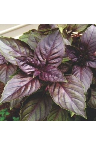 Bykurt Sunagri Mor Reyhan Tohumu - Aromatik Mor Renkli Bahçeler İçin Çekici Ve Lezzetli Mor Reyhan Tohumu