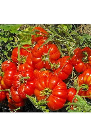 Bykurt Sunagri Köy Domatesi Tohumu - Gerçek Köy Lezzeti Kalın Kabuklu Uzun Hasat Süreli Köy Domatesi Tohumu