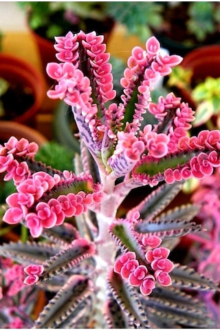 Pembe Aşkın Gözyaşı Çıcegi 5.5 Cm Saksıda 5-15cm Degişen Boyutta