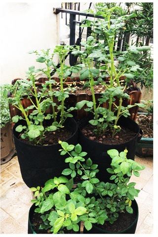 Suofeng Amazon İçin Katlanabilir Sebze Yetiştirme Çantası - Patates, Domates Ve Çilek İçin Hava Geçirgen, Taşınabilir