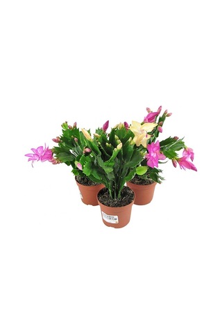 Thebestonline Schlumbergera - Yılbaşı Çiçeği 3 Adet