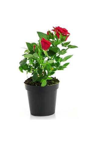 Kırmızı Gül 2 Adet Saksılı 40-60cm Aşılı Gül Bahçe Bitkisi Red Roses