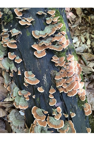 Hindikuyruğu Coriolus Versicolor 50 G