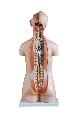 Insan Vücudu Modeli Torso 85Cm 20 Parça Cinsiyetsiz Tam Boy