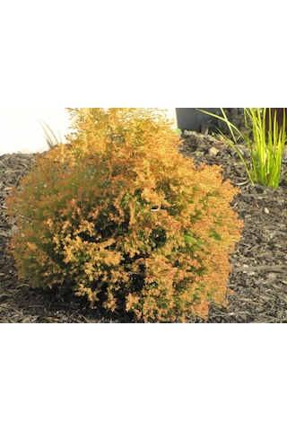 1-2 Yaş Arası Tüplü Raingold Mazı Thuja Occidentalis 'rheingold