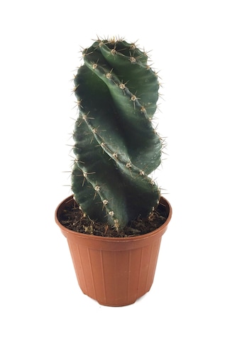 Cereus Forbesii 'Spiralis' (Kaktüs) Ø10.5 CM Y15-20 CM