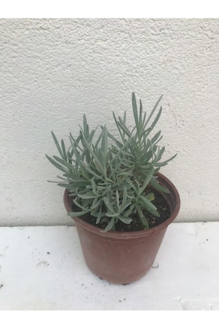 Yoğun Kokulu Aromatik Lavanta Fidanı
