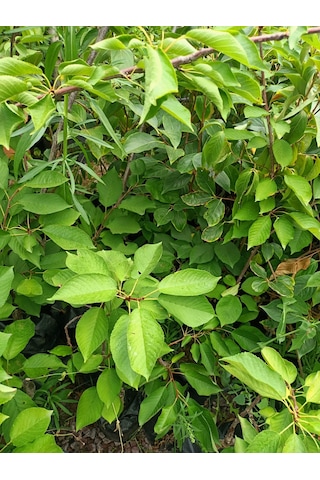 Yeşil Deniz Fidancılık Tüplü Regina Kiraz Fidanı 100-150 Cm