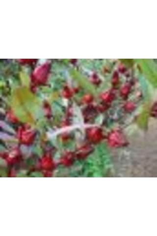 Sudan Bamyası Çiçeği Tohumu Roselle Çiçeği Tohumu Hibisküs Çiçeği Tohumu 20 Adet Tohum