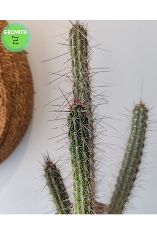 Peniocereus Serpentinus Kaktüs 1 Adet